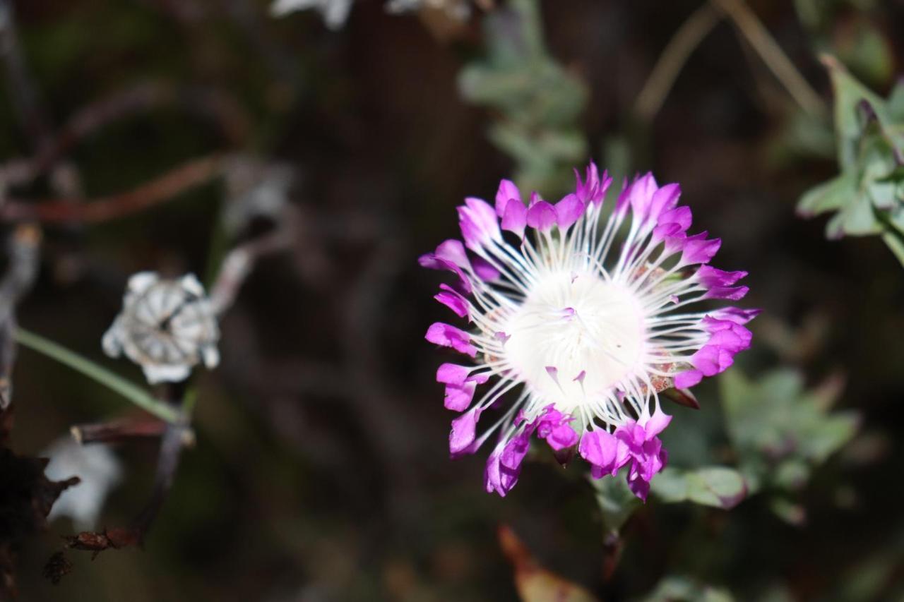 מלון Piketberg Highlands Eco Estate מראה חיצוני תמונה