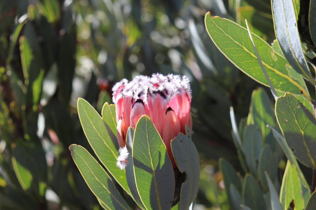 מלון Piketberg Highlands Eco Estate מראה חיצוני תמונה